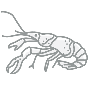 Crawfish, Live