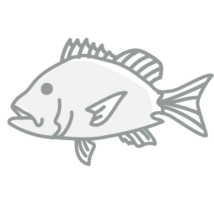 Snapper, Fillet